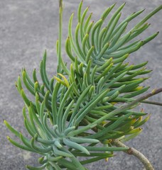 Cotyledon flanaganii ssp. flanaganii succulent plant