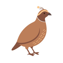Cute Cartoon California Quail Illustration on a Black Background, Vector Art