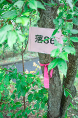 木に付けられた印
