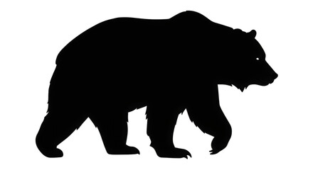 Fototapeta premium Silhouette of a Grizzly Bear Walking Majestic Wild Animal in its Natural Habitat