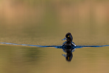 Lesser Scaup