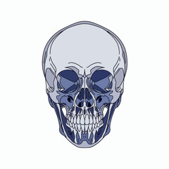 Fototapeta premium A gray and blue skull with detailed teeth and a transparentlike effect