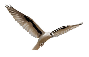 Letter-winged kite (Elanus scriptus) soaring silently over Australian arid landscapes at dusk, recognizable by its pale body and distinctive black wing markings.
