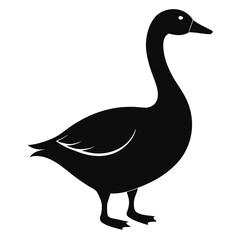 goose isolated on white background