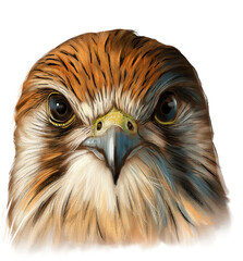 Nankeen kestrel (Falco cenchroides) perched on a fence post in open Australian grassland, displaying its rufous plumage and keen hunting gaze.