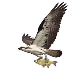 Osprey (Pandion haliaetus) soaring above freshwater lakes and rivers worldwide, renowned for its fishing prowess and distinctive white underparts.

