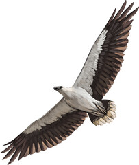 White-bellied sea eagle (Haliaeetus leucogaster) perched near coastal waters, a majestic raptor found across Australia, Southeast Asia