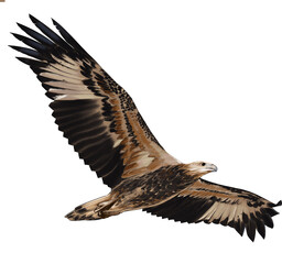 White-bellied sea eagle (Haliaeetus leucogaster) perched near coastal waters, a majestic raptor found across Australia, Southeast Asia