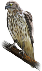 Swamp harrier (kāhu) perched in tall grasses, alert and hunting over wetlands and open farmland across New Zealand and Australia.
