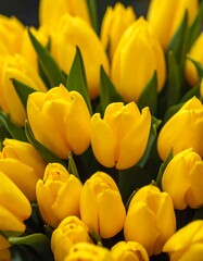 Close-up of a bouquet of yellow tulips