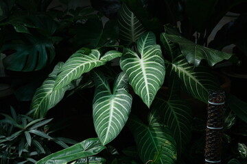 plant in garden