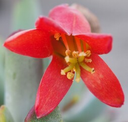 Cotyledon orbiculata 'Oophylla' mature succulent plant flower
