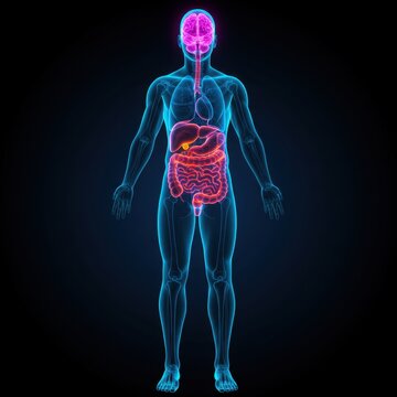 Human Anatomy: 3D Model of Internal Organs and Brain  Detailed Visualization of Digestive and Respiratory Systems