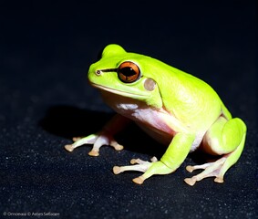 Obraz premium red eyed tree frog