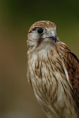 Close-up of a falcon with sharp eyes and detailed feathers, captured with a blurred natural background. Perfect wildlife portrait showing strength and elegance.