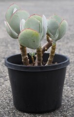 Cotyledon orbiculata var. orbiculata succulent plant