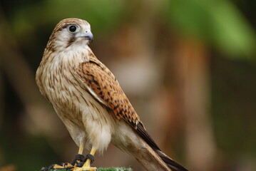 Close-up of a falcon with sharp eyes and detailed feathers, captured with a blurred natural...