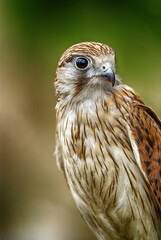 Close-up of a falcon with sharp eyes and detailed feathers, captured with a blurred natural background. Perfect wildlife portrait showing strength and elegance.