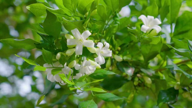 Murraya paniculata
