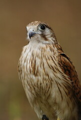 Close-up of a falcon with sharp eyes and detailed feathers, captured with a blurred natural background. Perfect wildlife portrait showing strength and elegance.