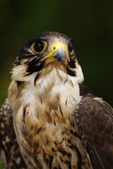 Close-up of a falcon with sharp eyes and detailed feathers, captured with a blurred natural background. Perfect wildlife portrait showing strength and elegance.