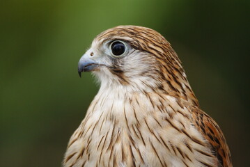 Close-up of a falcon with sharp eyes and detailed feathers, captured with a blurred natural background. Perfect wildlife portrait showing strength and elegance.