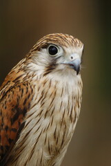 Close-up of a falcon with sharp eyes and detailed feathers, captured with a blurred natural background. Perfect wildlife portrait showing strength and elegance.