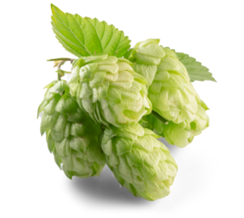 green hops isolated on white background