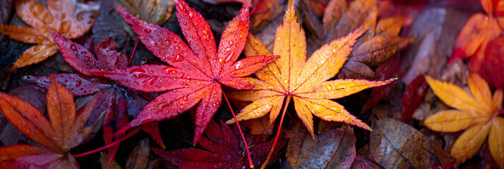 Ethereal Dance of Colored Leaves: A Vibrant Testament to Nature's Seasonal Symphony and the Unwavering Beauty of Autumn's Richly Hued Tapestries