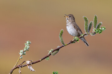 Gray-cheeked Thrush