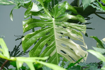 plant in garden © Phong