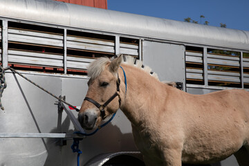 Norwegian Fjord Horse Beside Trailer in Sunlight – Farm Animal Photography