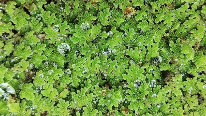 Close-up of a small aquatic fern densely covering the water surface in a bright green raft, with tiny water droplets clinging to the surface. A beautiful and delicate natural texture. Azolla © phengsstst