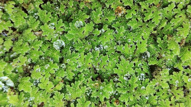 Close-up of a small aquatic fern densely covering the water surface in a bright green raft, with tiny water droplets clinging to the surface. A beautiful and delicate natural texture. Azolla