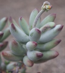 Cotyledon orbiculata var. orbiculata succulent plant
