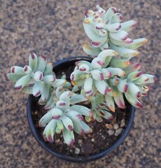 Cotyledon orbiculata var. orbiculata succulent plant