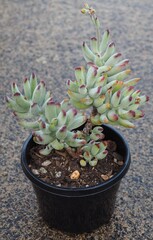 Cotyledon orbiculata var. orbiculata succulent plant