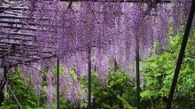 みやまの里 藤棚ロード 和歌山県日高川町 Blooming Wisteria Path in Miyama-no-Sato &ndash; Hidakagawa-town, Wakayama Prefecture