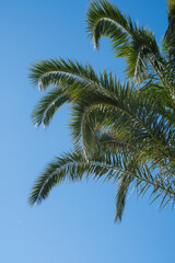 Fototapeta premium Palm trees reaching towards a clear blue sky on a sunny day in a tropical location