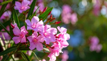 Obraz premium Close-up of pink flowers and greenery