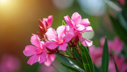 Close-up of pink flowers in sunlight