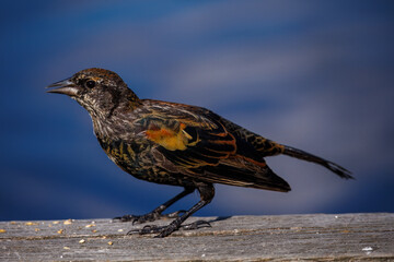 A detailed close-up of a female Red-winged Blackbird with beautiful streaked plumage and a distinctive orange patch on its wing, perched on a wooden surface against a vibrant blue sky