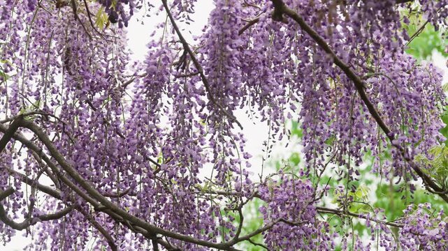 Longest wisteria trellis (1,646 m) at Miyama-no-Sato Forest Park, Hidaka-gawa, Wakayama &mdash; peak bloom mid-April to early May　「みやまの里・藤棚ロード」和歌山県日高川町