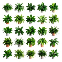 Collection of potted plants against white background