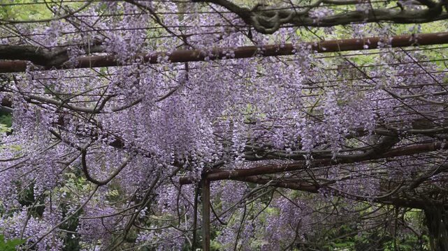 Longest wisteria trellis (1,646 m) at Miyama-no-Sato Forest Park, Hidaka-gawa, Wakayama &mdash; peak bloom mid-April to early May　「みやまの里・藤棚ロード」和歌山県日高川町