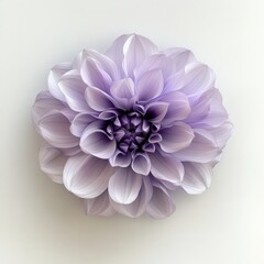 Top View of a Purple Dahlia Flower bloom blossom