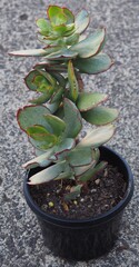 Cotyledon orbiculata var. orb 'Ruby Lips' succulent plant