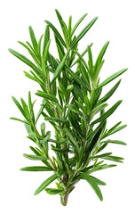 Fresh rosemary sprig, vibrant green