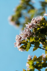 Catalpa tree with flowers in sunlight under blue sky