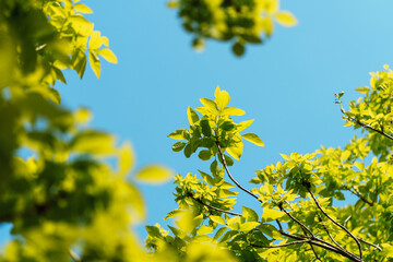 Tree branches with fresh green leaves in sunlight under blue sky